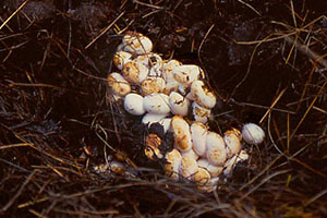 Eieren ringslang - Foto Annemarie van Diepenbeek